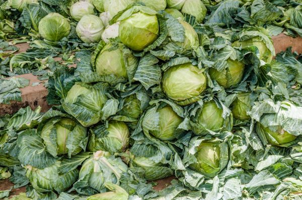 CABBAGE